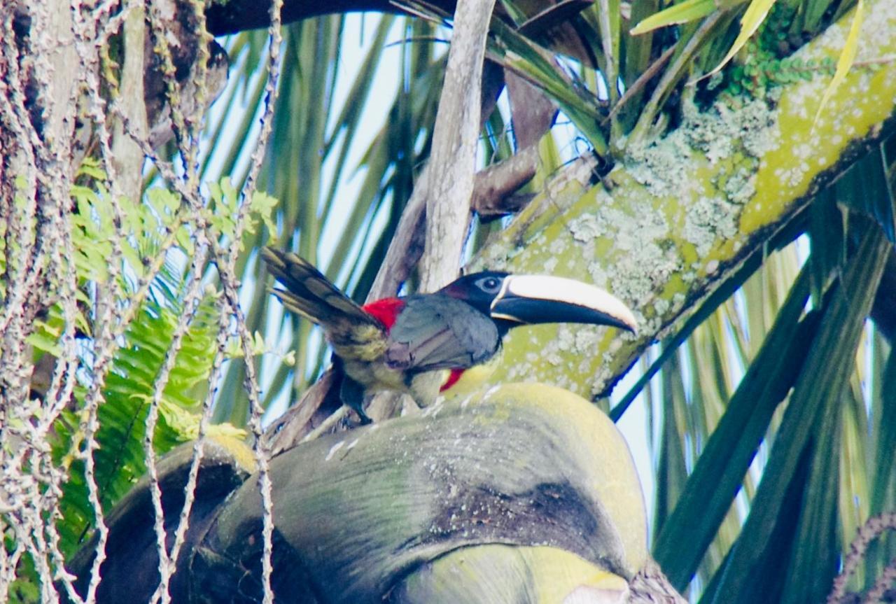 Vila Itaya Itacaré Buitenkant foto